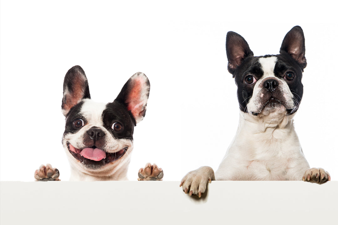 French bulldog vs Boston Terrier: What’s the difference?