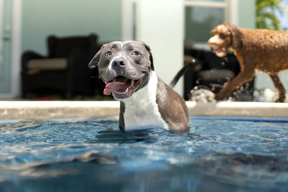 5 Pawsitive benefits of getting your dog a pool