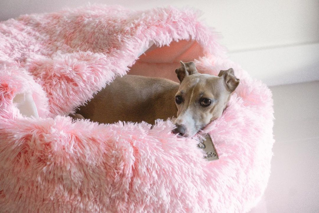 Fluffy pink dog bed with italian grey hound in the blanket hood