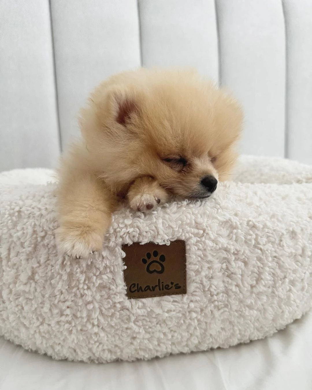 Pomeranian beds top for sale