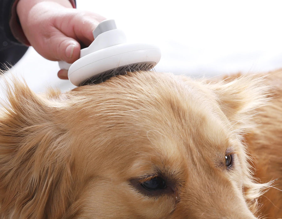 Why brushing is good for your dog.