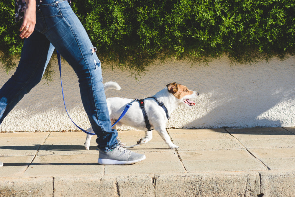 Protect Your Dog’s Paws From Hot Pavement