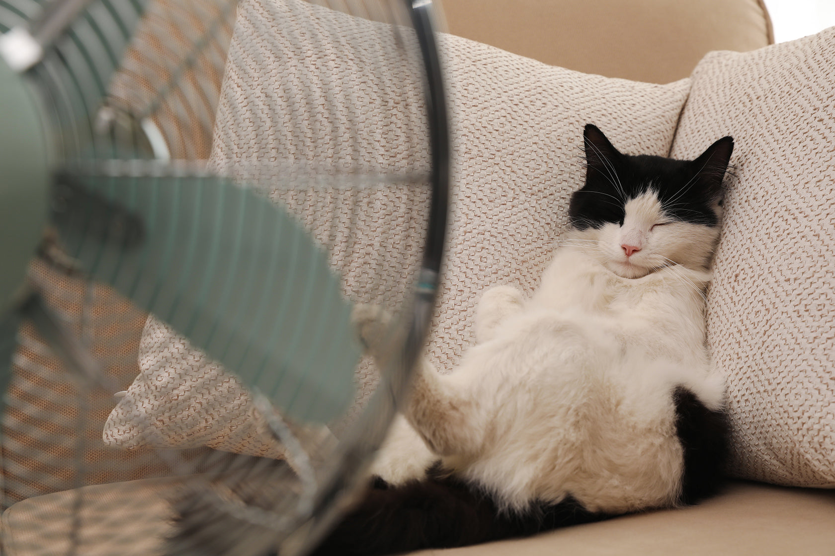 How do you prevent cats from getting overheated?