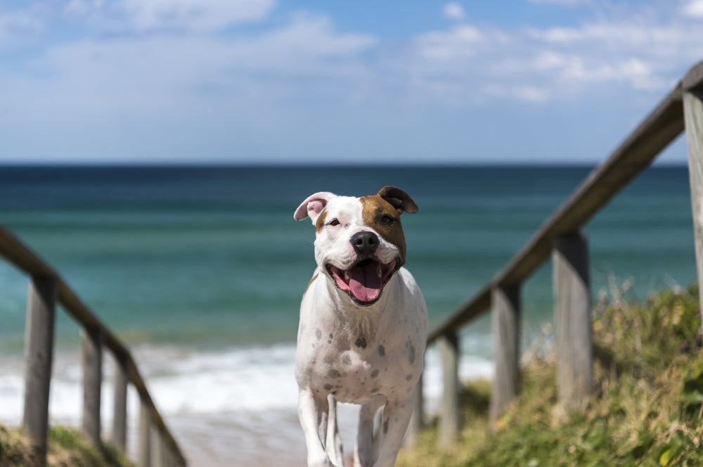 Where are the best dog-friendly beaches in Sydney?
