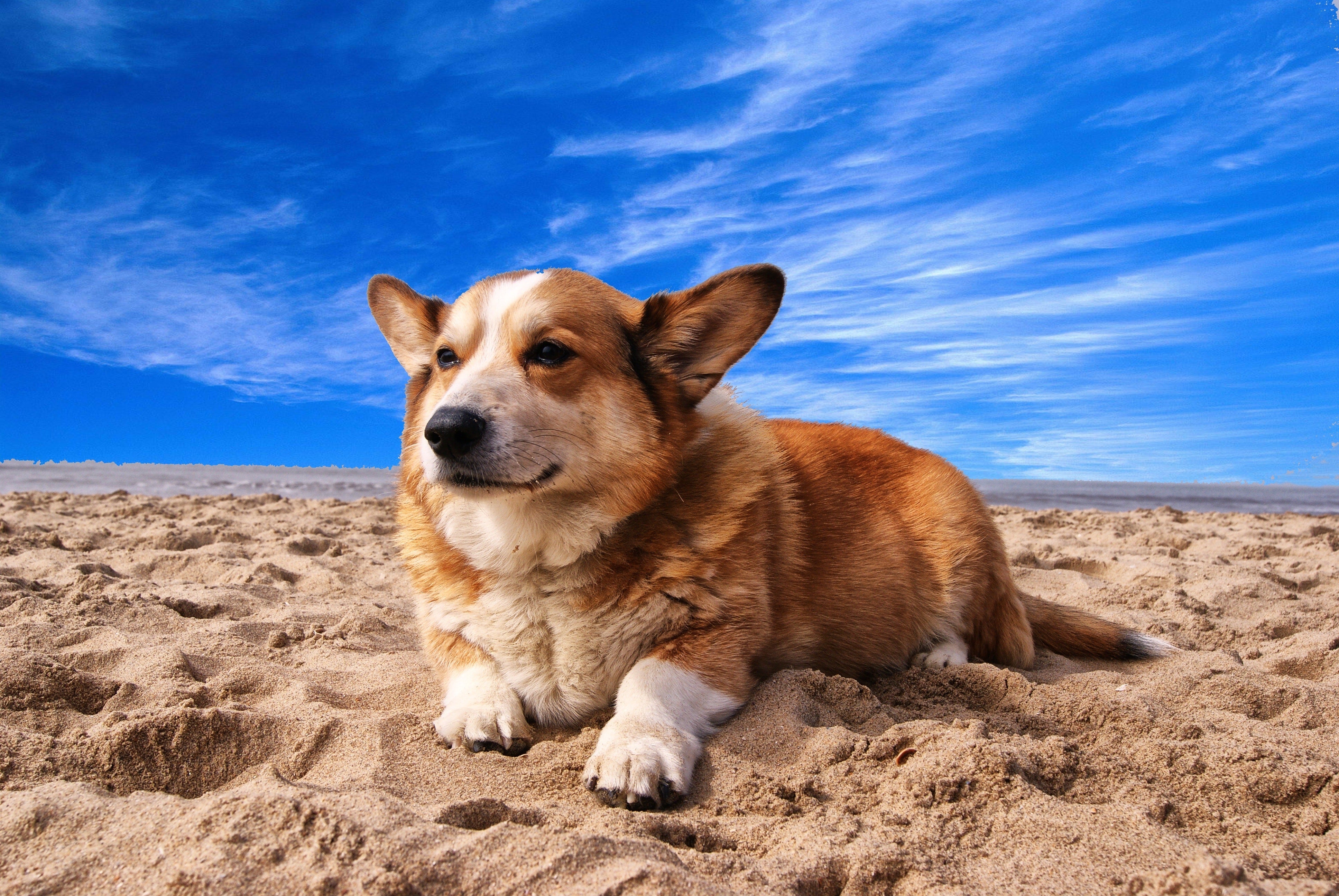 The Best Dog Beaches in Sydney