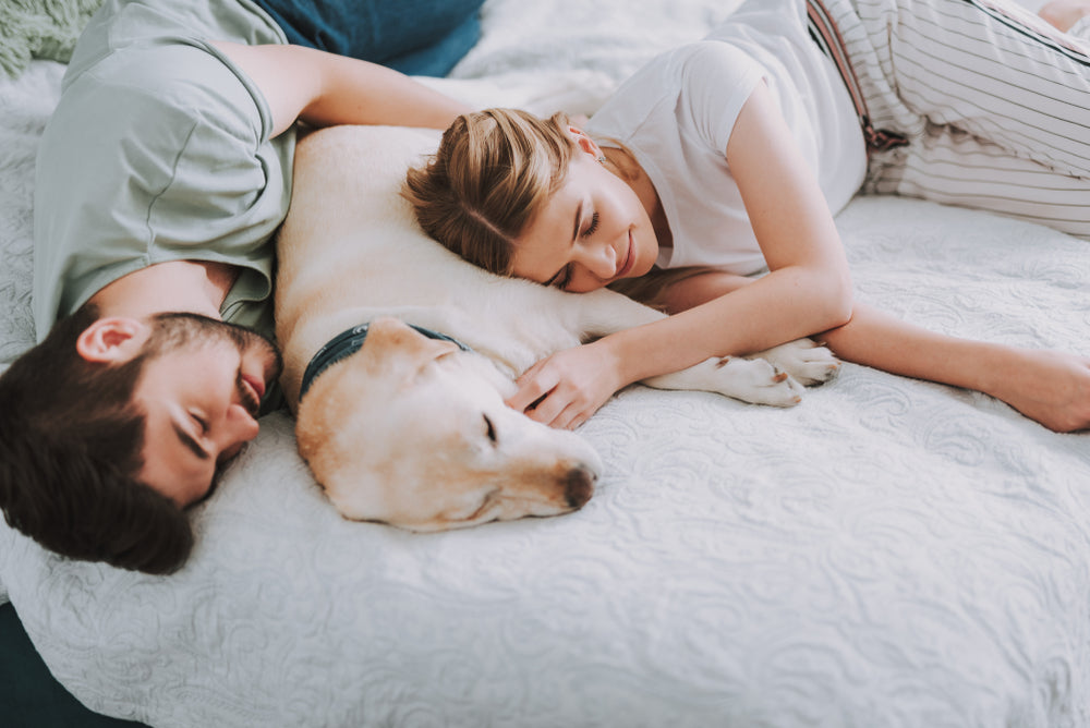 What are the benefits of a memory foam dog bed?