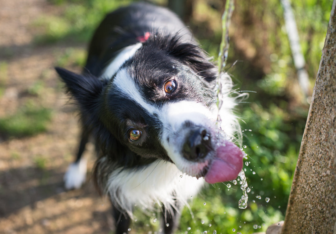 How to keep your dog hydrated - Tips to get your pet to drink
