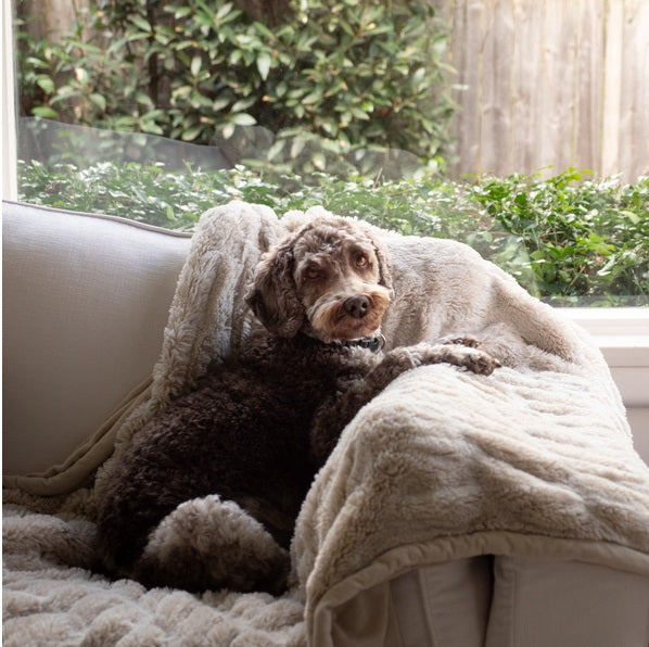 Dog sofa cover protector waterproof antiscratch scratchresistant
