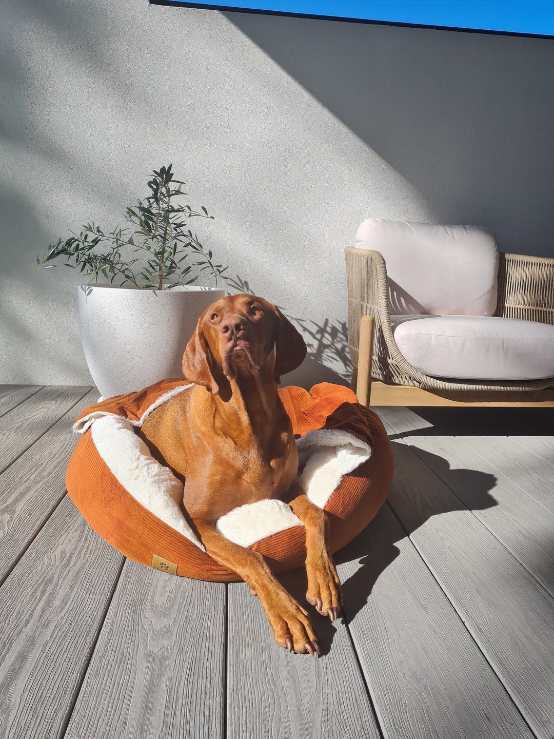 Mini foxie terriers in luxury corduroy velvet dog beds