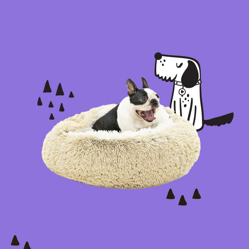 Cat steals hot sale dogs bed