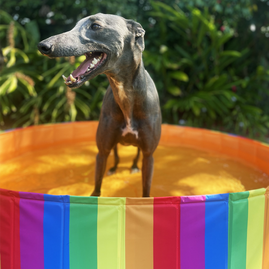 Portable Pet Pool Party Rainbow Pride Charlie's Pet Products