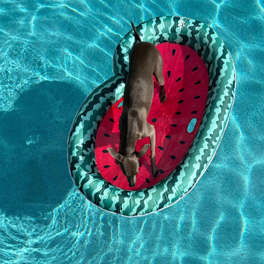 Pet Floaties - Watermelon Charlie's Pet Products