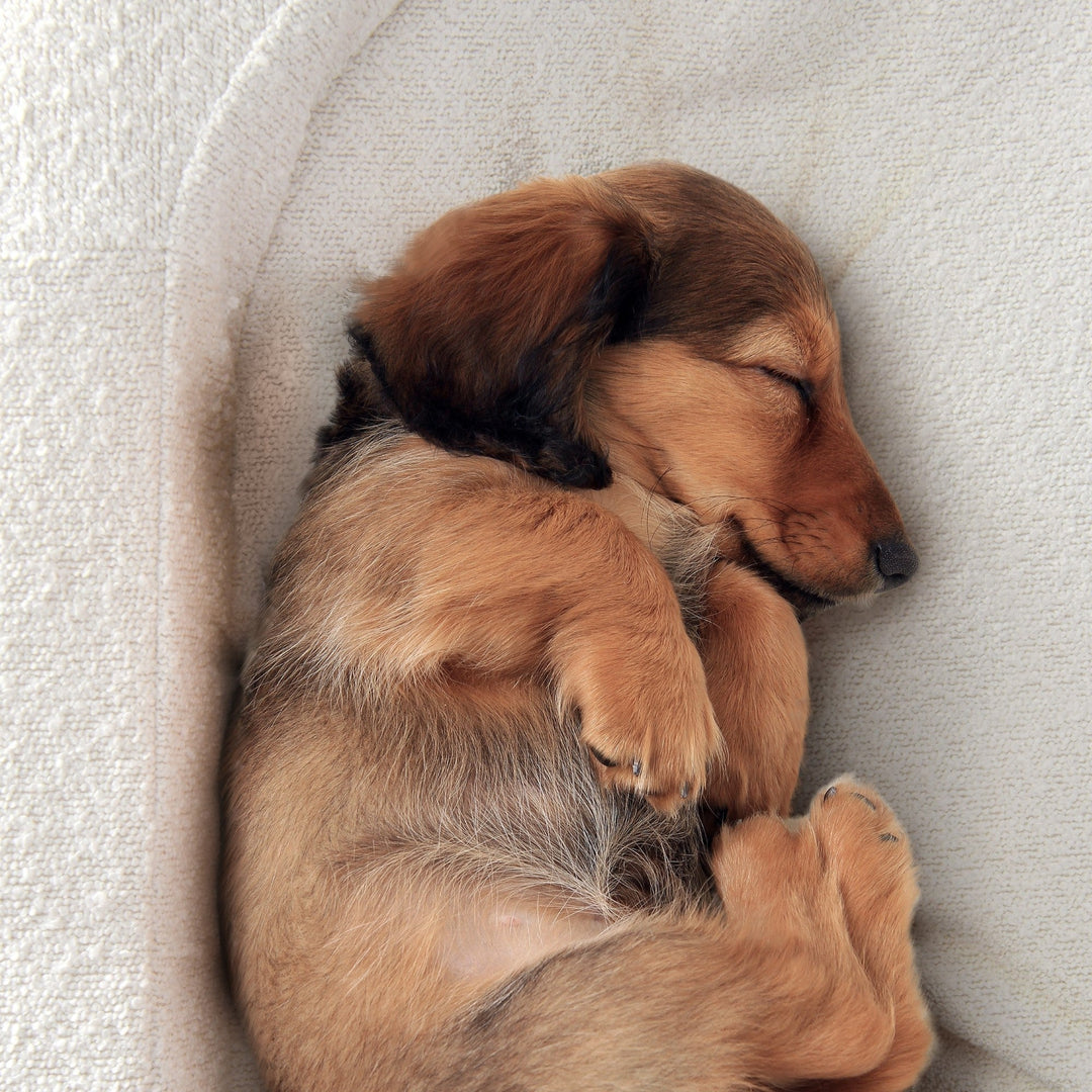 Marlo Orthopedic Bolster Boucle Dog Bed White Charlie's Pet Products