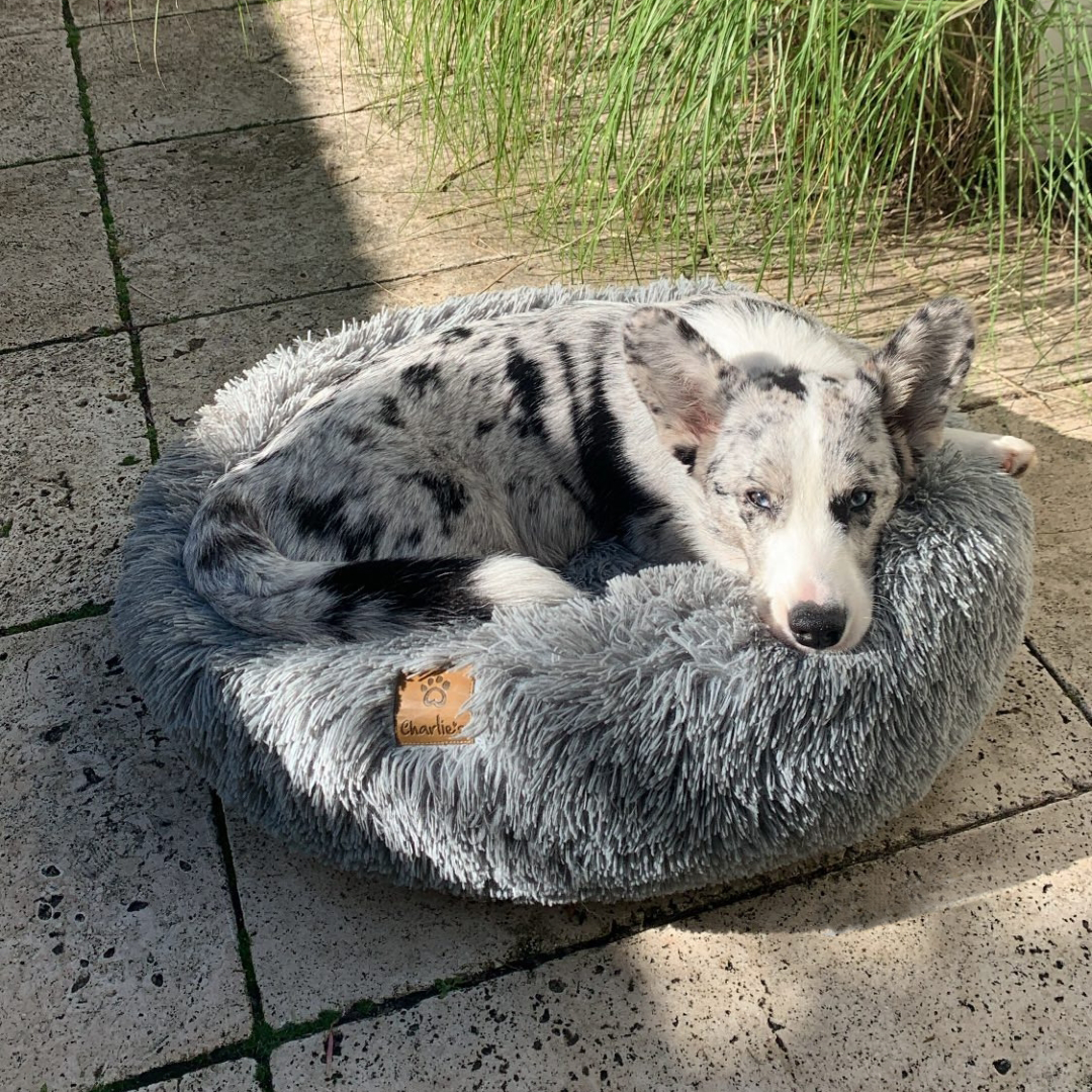 corgi in fluffy calming dog bed