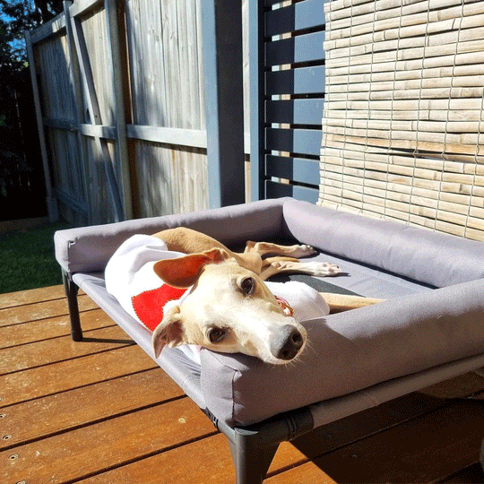 Elevated Pet Beds Charlie's Pet