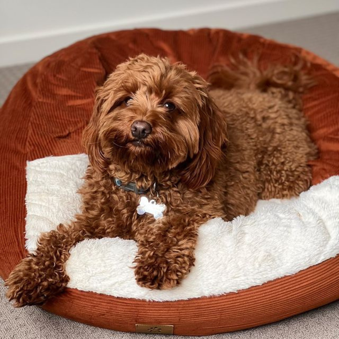 Hooded pet sales beds for dogs