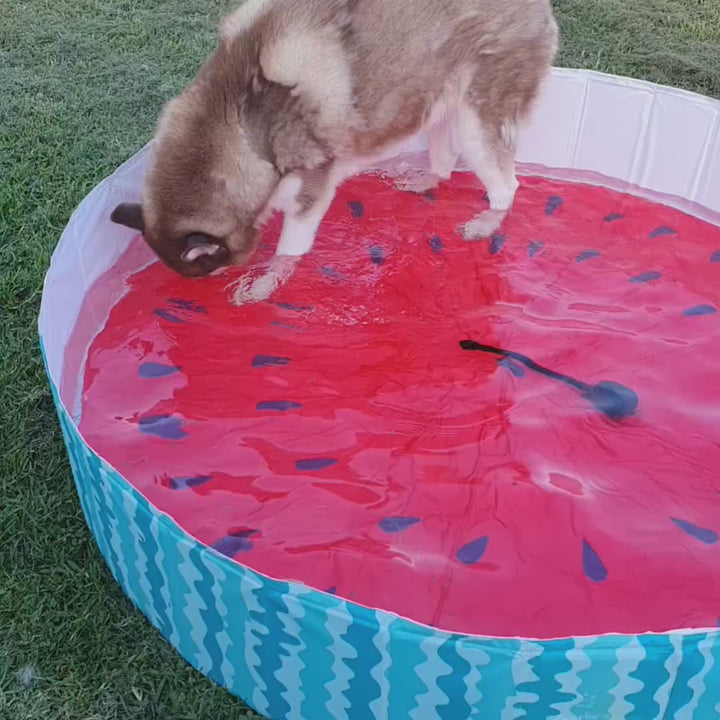 Portable Pet Pool Party - Watermelon