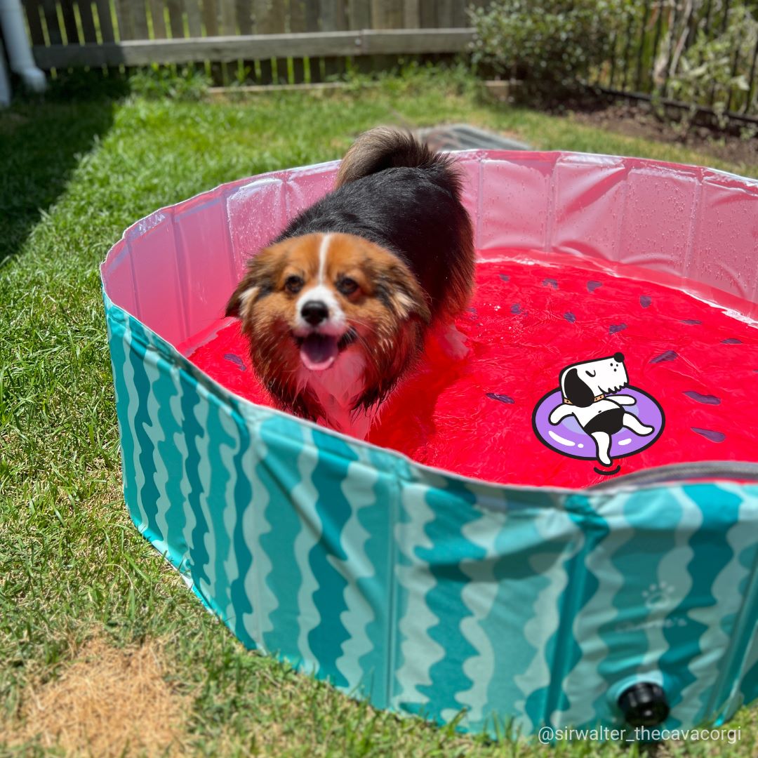 Portable Pet Pool Party - Watermelon Charlie's Pet Products