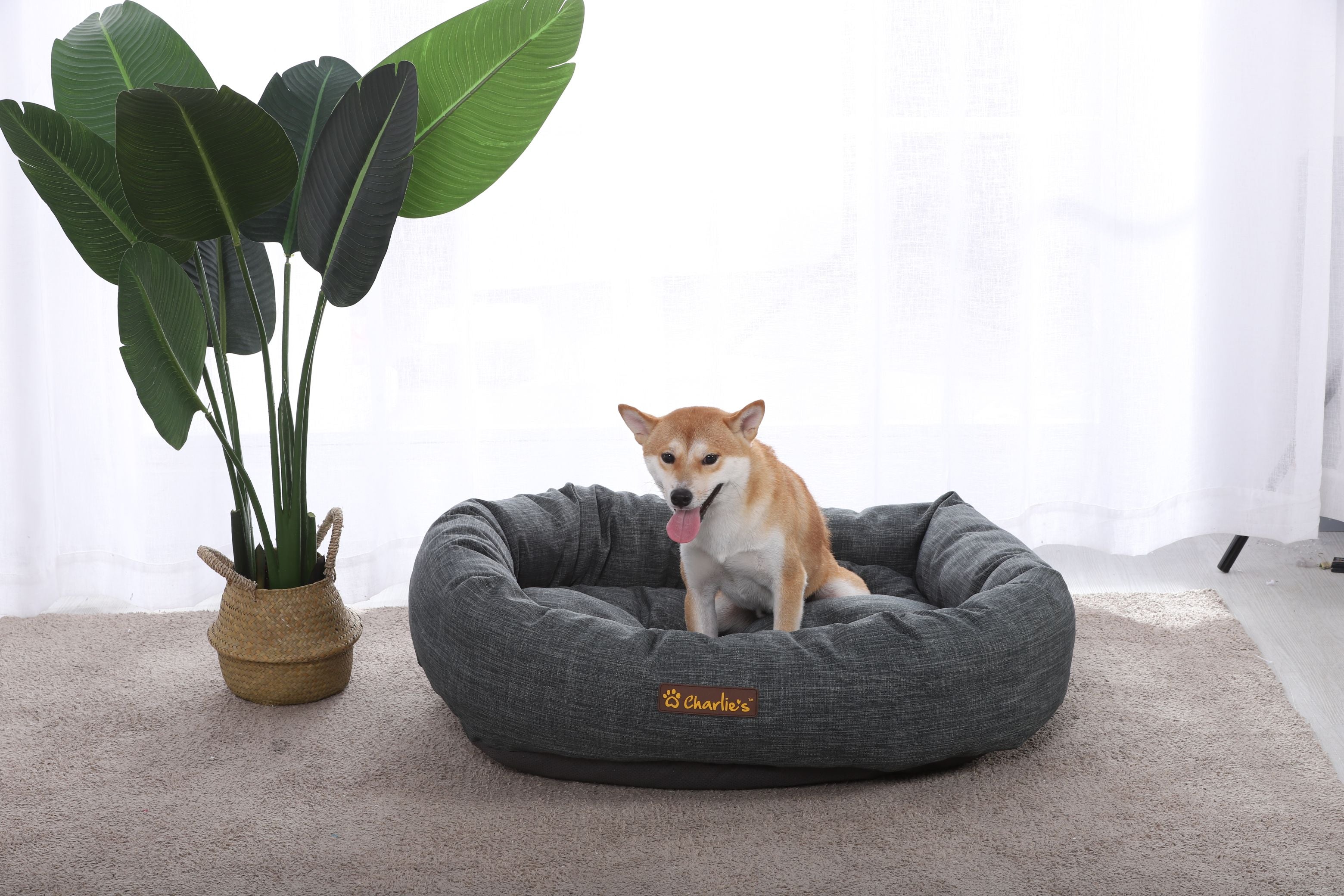 Pet beds for great danes hotsell
