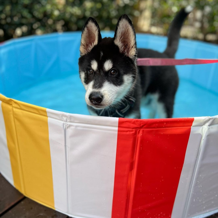 Portable Pet Pool Party - Beach Ball Charlie's Pet Products